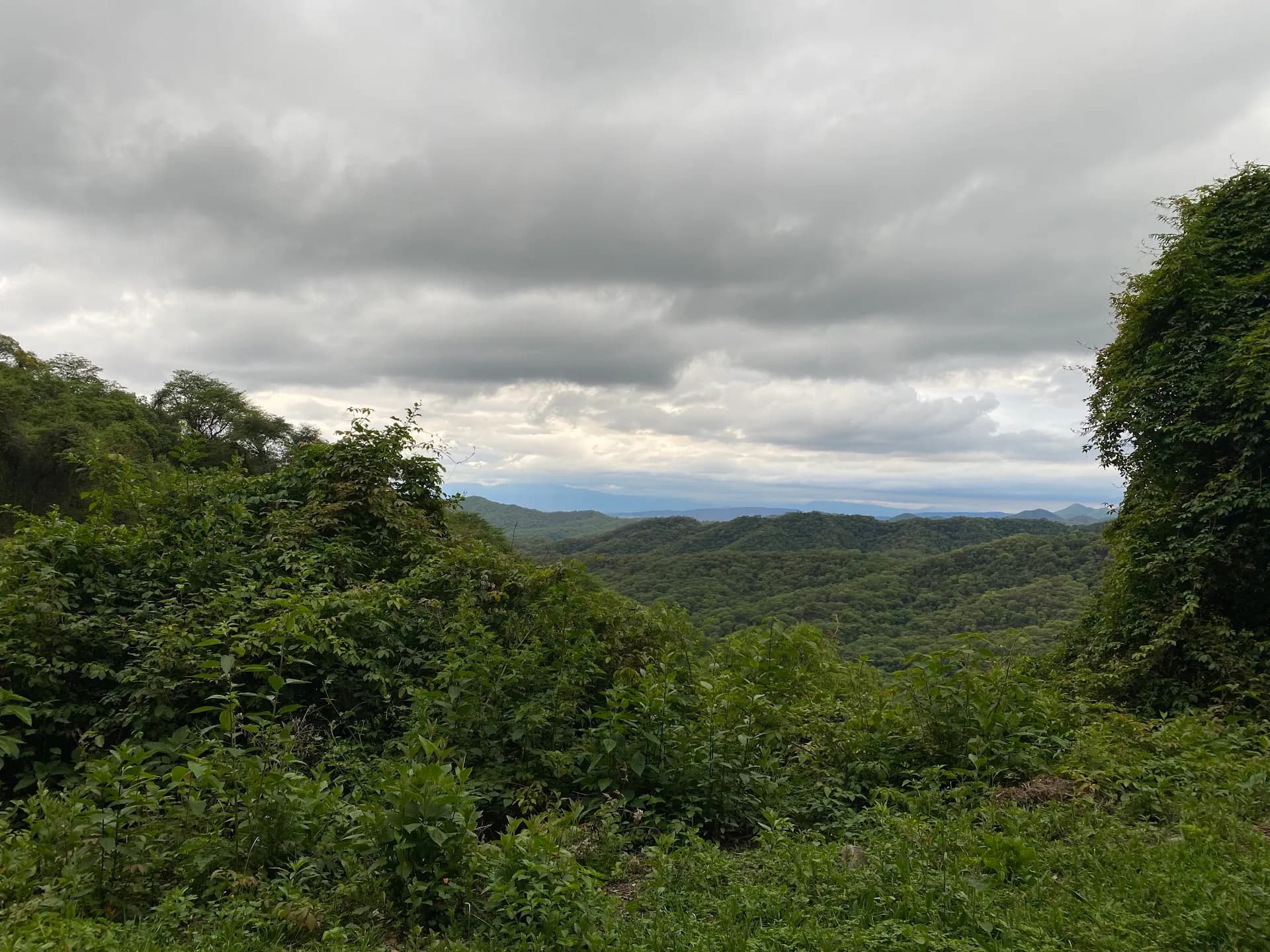 Yungas Cloud Forest Hike
