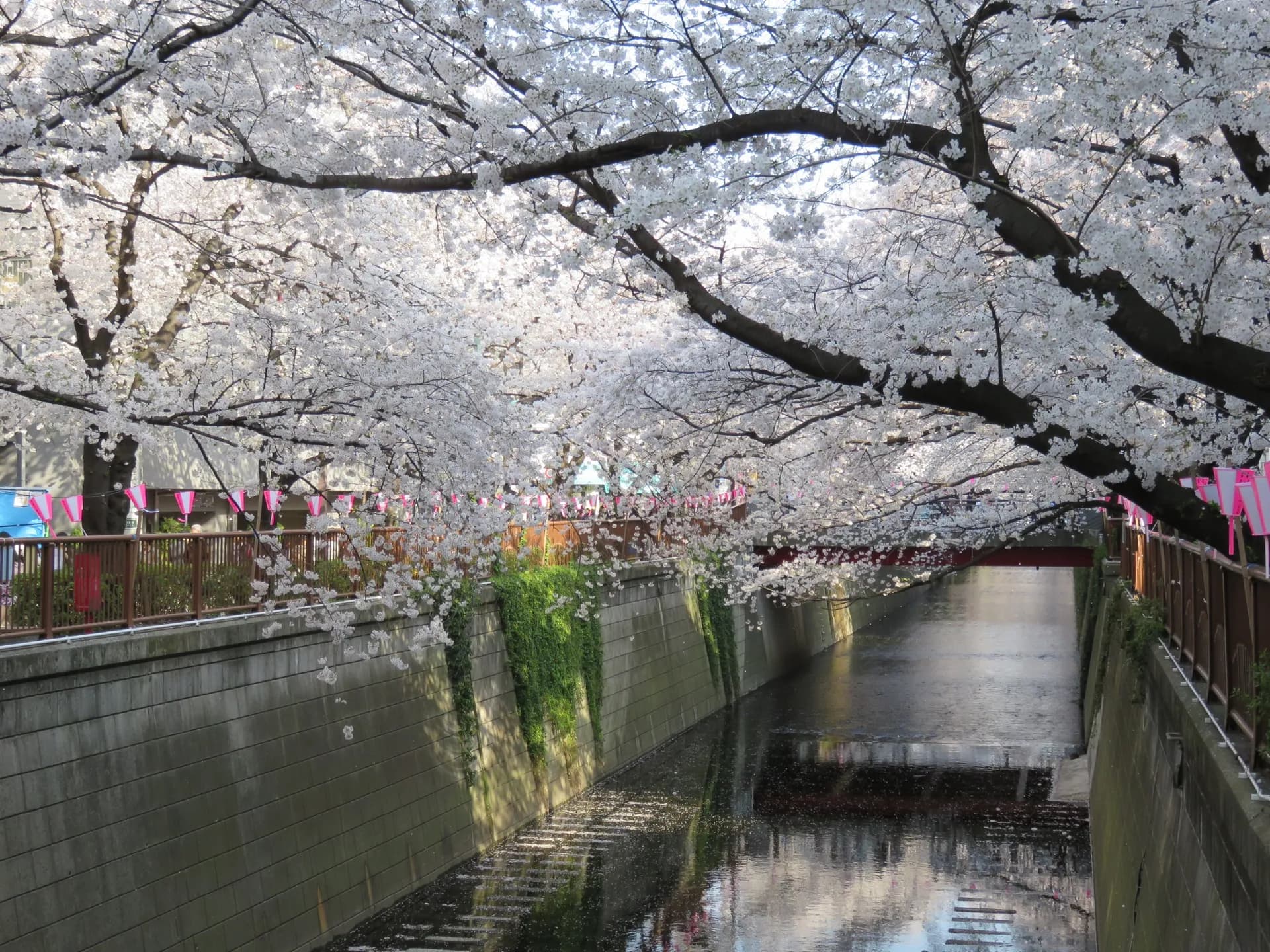 Nakameguro Cherry Blossom Canal