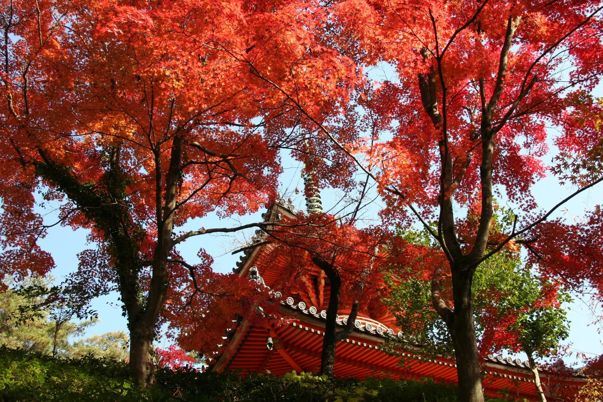 Mitaki-dera Forest